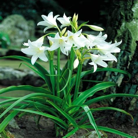 Crinum Powellii Alba — Florists Plantica