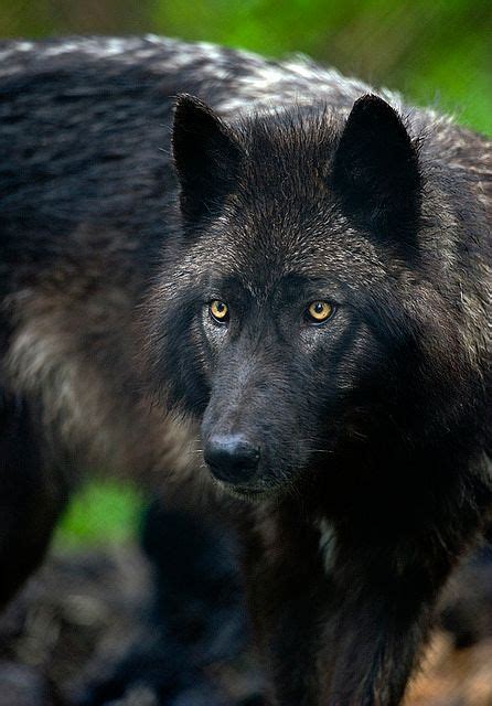 Very Stunning Gorgeous Wolf Dog Animals Beautiful Black Wolf