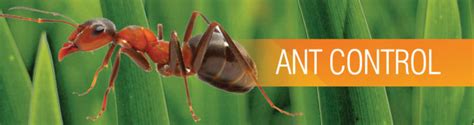 Mcgrath pest control is a complete residential/commercial pest control/termite company. Houston Ant Control - Houston Pest Control Bug N Out