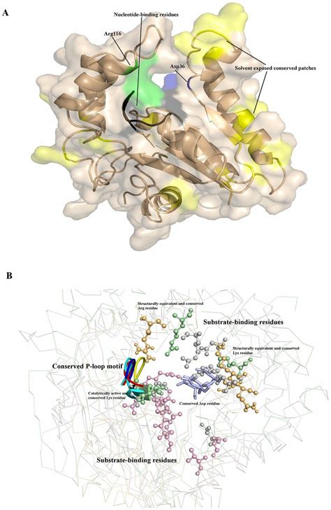 Modelled Structure For Pezt Mtb And Comparison Of Substrate Binding