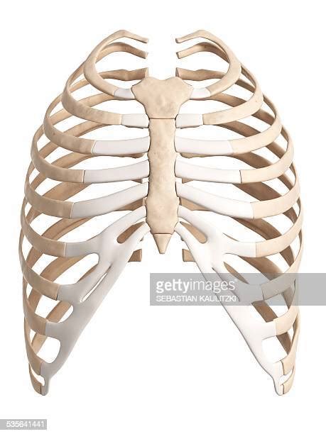 Rib Cage High Res Illustrations Getty Images