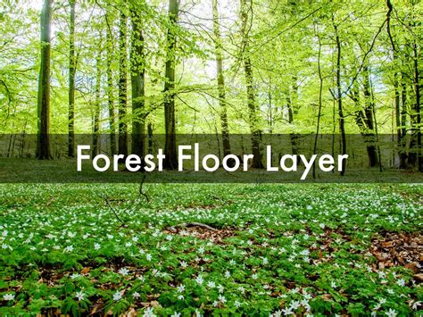 What Plants Grow In The Forest Floor Layer