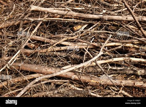Closeup Of A Pile Of Dry Tree Branches And Twigs Stock Photo Alamy