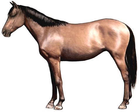 Exotic Federation Genus Equus