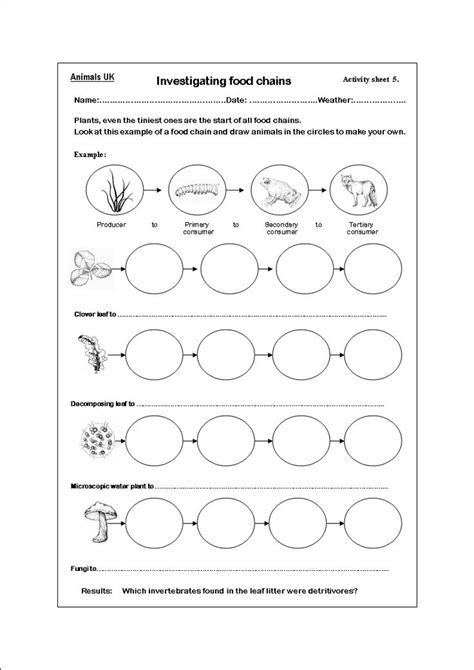 11 Best Images Of Food Chain Worksheets 2nd Grade Food
