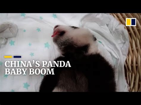 What Threats Do Giant Pandas Face