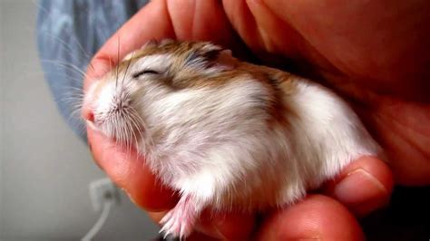 Cute Roborovski Hamster Sleeping Jasper Youtube