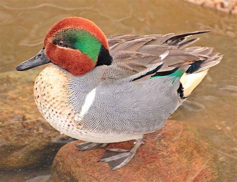 Green Winged Teal Duck Stock Photos Pictures And Royalty Free Images