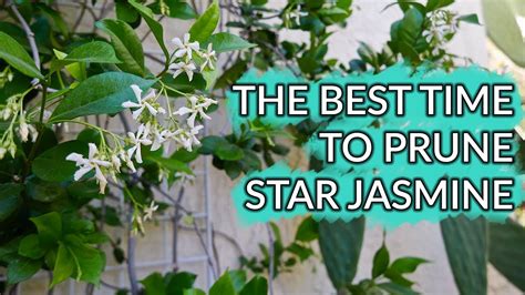 The Best Time To Prune A Star Jasmine And How I Trimmed Mine Joy Us