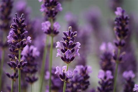 Lavender Pests And Diseases Detection Causes And Solutions