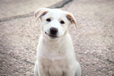 Smiling White Puppy Dog Photos Portfolio
