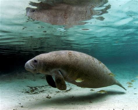 West Indian Manatee Facts Habitat Diet Adaptations Pictures