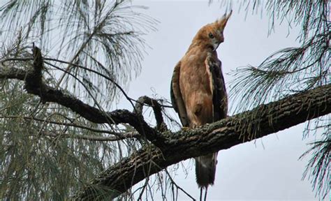 Burung garuda merupakan lambang negara indonesia, dalam video ini membahas tentang pertanyaan yang sering muncul. Burung Garuda: Burung gagah yang terancam punah | OM KICAU