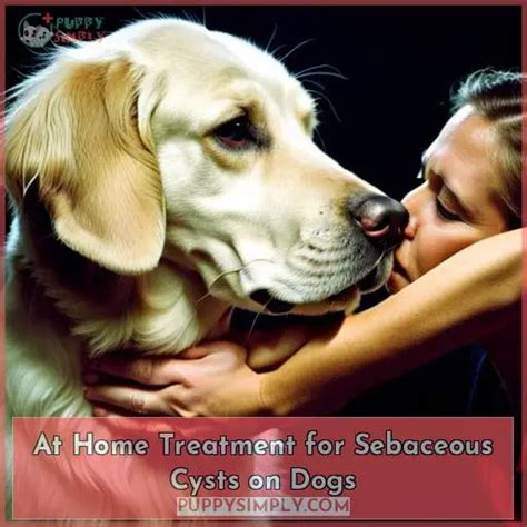Sebaceous Cysts In Dogs Symptoms Causes Treatment