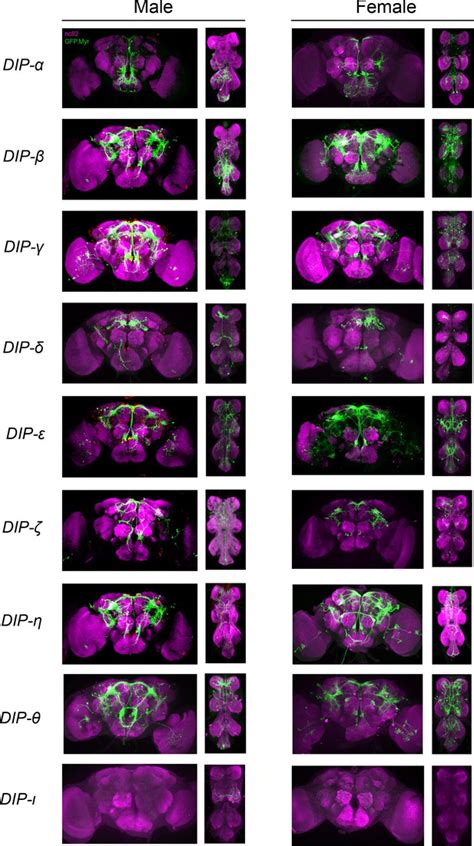 Figures And Data In Investigation Of Drosophila Fruitless Neurons That Express Dprdip Cell
