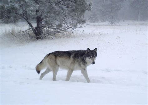 Report Record Number Of Wolves In Oregon The Spokesman Review