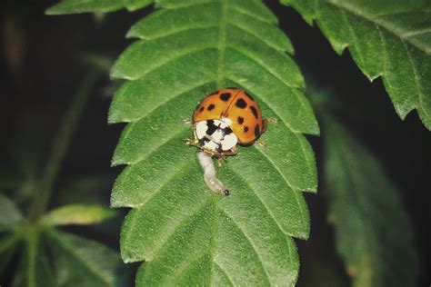 Beneficial Insects Are A Great Way To Keep Pests Away From Cannabis