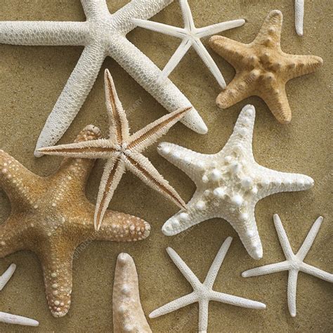 Starfish On Sand Stock Image F0121134 Science Photo Library