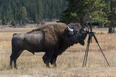 Wildlife Photography Turns Scary When Bison Charges At Photographer In