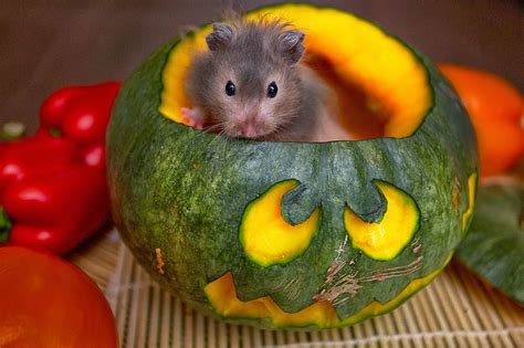 27 Cutest Hamster Pictures Ever Seen On The Internet