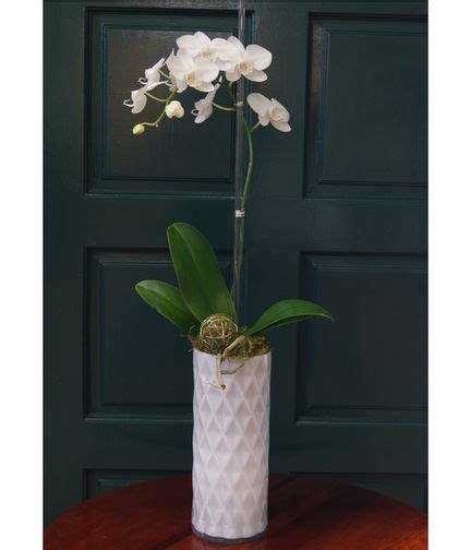 Single Orchid White Glass Vase With Images Flower Delivery Orchids Florist