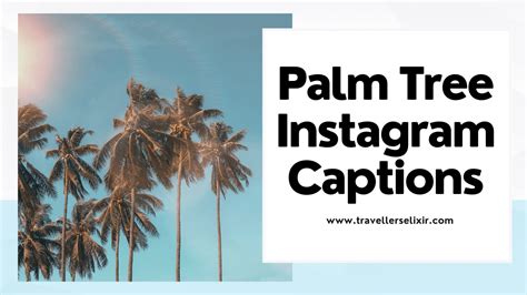 107 Palm Tree Captions For Instagram Puns Quotes And Short Captions