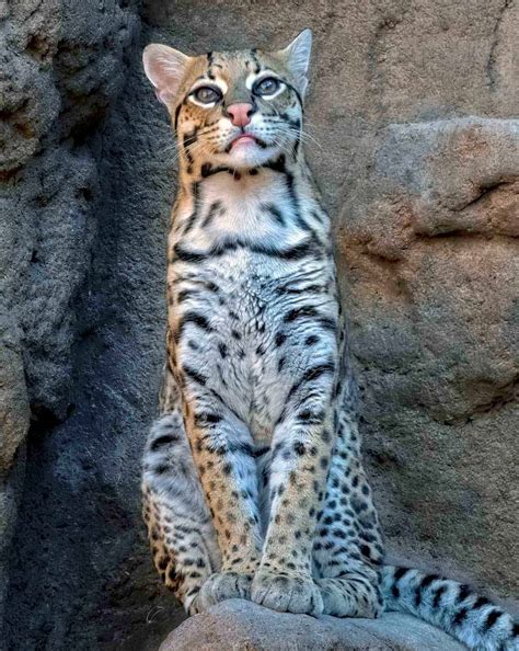 Fotos De Uma Jaguatirica