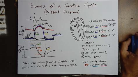 Events Of The Cardiac Cycle Wiggers Diagram Explained Youtube