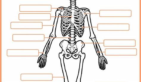 skeletal system worksheets answers
