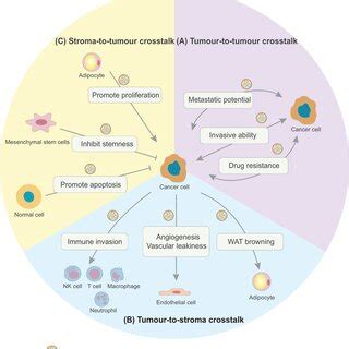 Molecular Mechanisms Of Exosomal Circular RNAs CircRNAs In