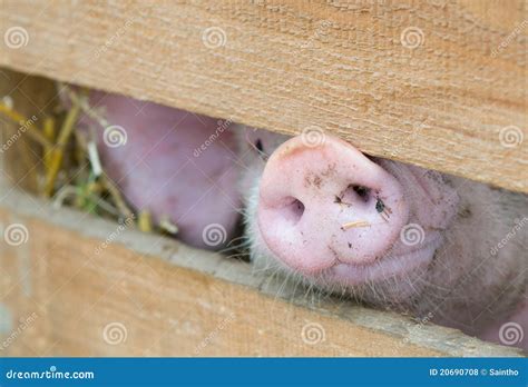 Pig Snout Royalty Free Stock Photos Image 20690708