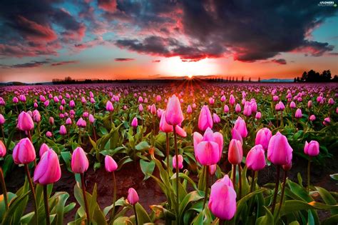 Plantation Tulips Sun Clouds West Flowers Wallpapers 3300x2200