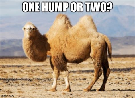 Joe Camel Memes