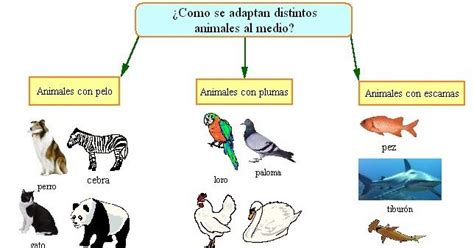 Aprende mas sore estos animales con ejemplos aquí. Resultado de imagen de animales con plumas pelos y escamas ...