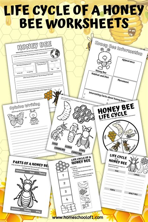 Life Cycle Of A Bee Worksheet Free Printables