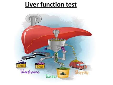 Liver Function Tests Explained Ppt