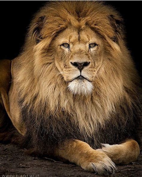 Absolutely Beautiful Lion Majestic Animals Animals