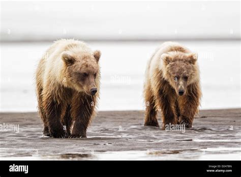 Usa Alaska Brown Bear At Lake Clark National Park And Preserve Stock