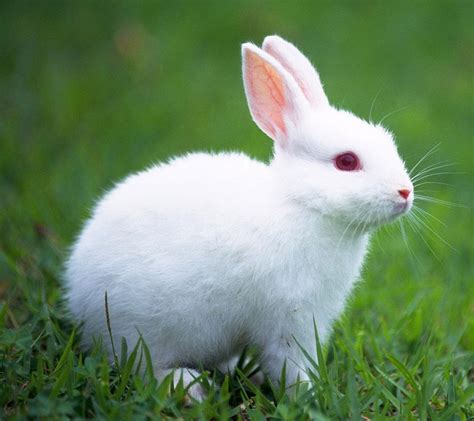 К чему снятся кролики и зайцы белые серые рыжие черные толкование
