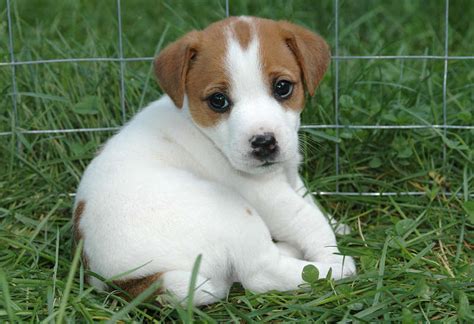Sobald du weißt, dass du einen hund bekommen wirst, solltest du bereits anfangen, einen namen wenn hundebesitzer einen welpen bekommen, tendieren sie oft dazu, ihrem hund süße namen. Suche Kleine aber süße Rassen (kleine Hunde, suesse-hunde)