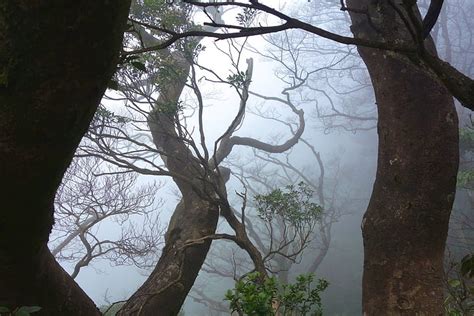 Royalty Free Photo Trees In Mist Pickpik