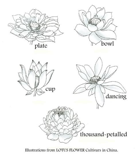 This intricate tattoo design of a lotus flower is just perfect and an intricate tattoo design created with awesome line work is absolutely beautiful. lotus petal | Flower drawing, Floral drawing, Lotus
