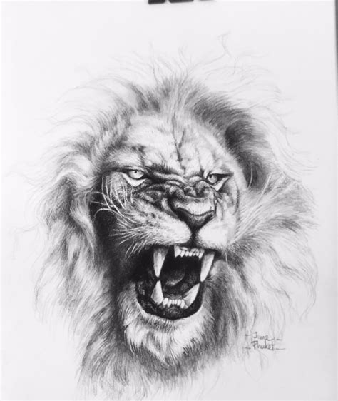 Realistic Lion Roaring Drawing Black And White Peepsburghcom