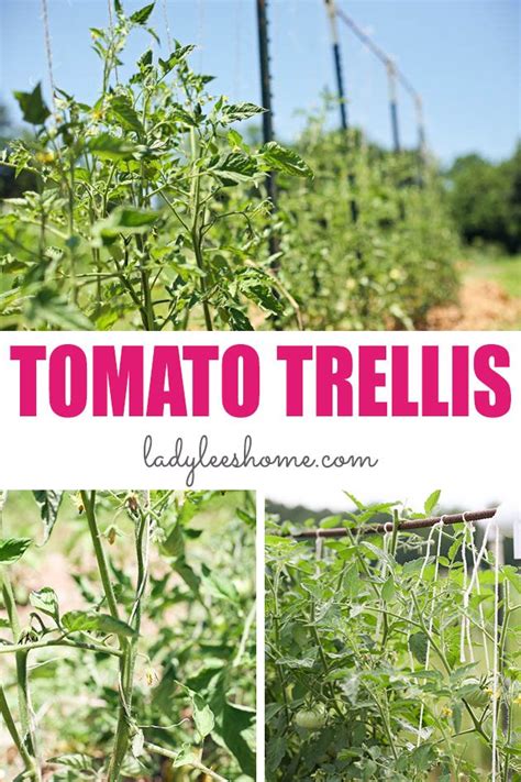 How To Support Tomato Plants Lady Lees Home