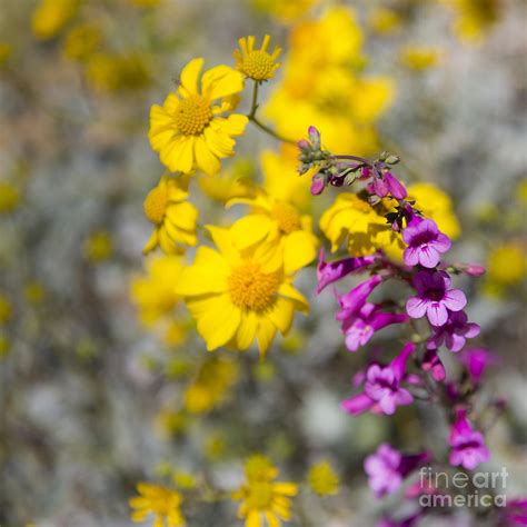 Desert Wildflowers Photograph By Mike Cavaroc Fine Art America