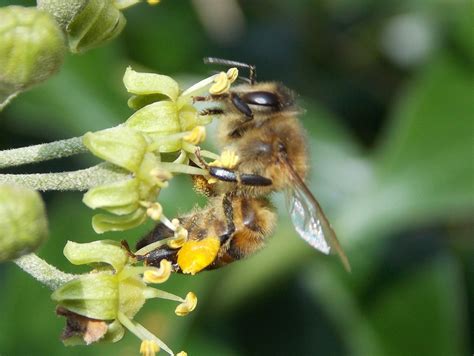 Honey Bee Apis Mellifera British Nature Guide