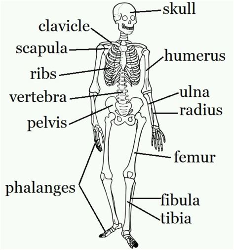 The functions of the skeleton are support, shape, protection, attachments for muscles. Pin by Greg Gallaher Jr. on Bones | Skeletal system ...