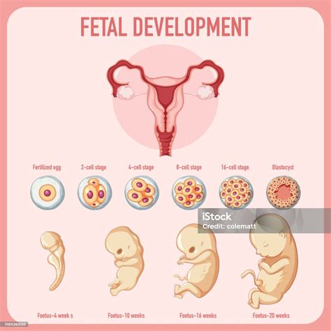 Human Embryonic Development In Human Infographic Stock Illustration