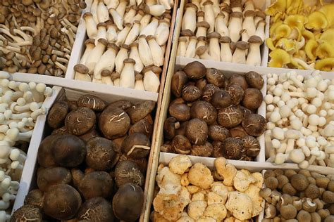 Best Places To Hunt For Morel Mushrooms In Michigan In 2019