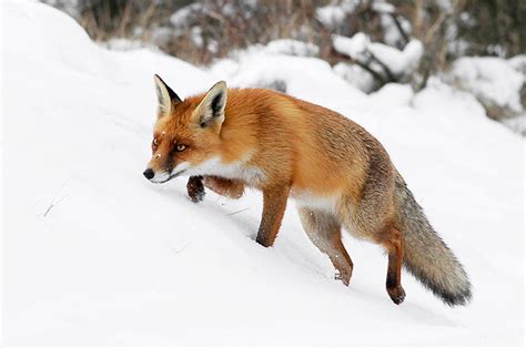 Fox On The Hunt Red Fox In The Snow Vulpes Vulpes Vos Flickr